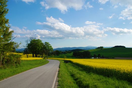 Road in the country and blooming rape field in the spring