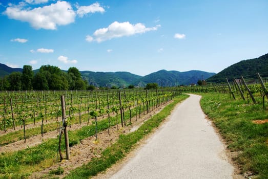 Large vineyards at sunny day and a road 