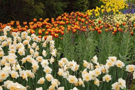 Vivid flower fields in Holland in the spring