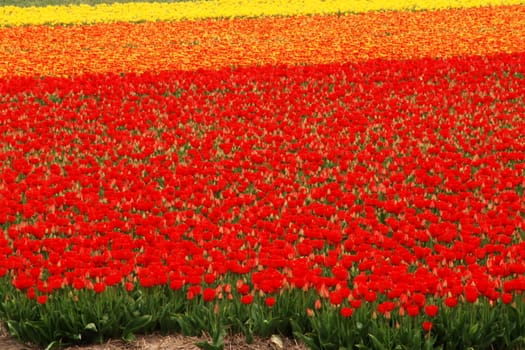 Colorful tulip fields in Holland in the spring