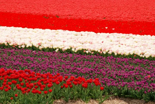 Colorful tulip fields in Holland in the spring