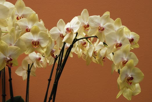 Beautiful exotic flower - orchid blooms (Phalaenopsis) 