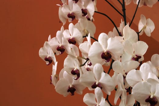 Bunch of white moon orchid blooms (Phalaenopsis amabilis) 