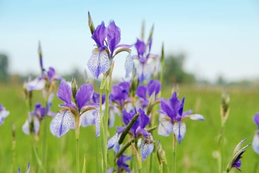 Group of purple irises on the meadow in spring sunny day. Selective focus and shallow DOf