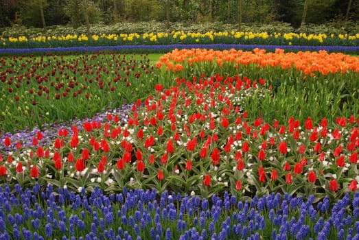 Vivid tulip fields in Holland in the spring