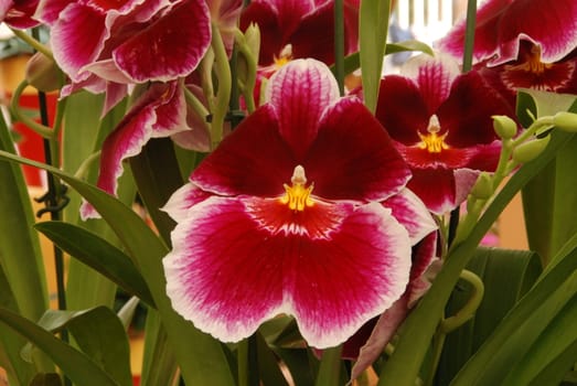 Beautiful exotic flower - orchid blooms 