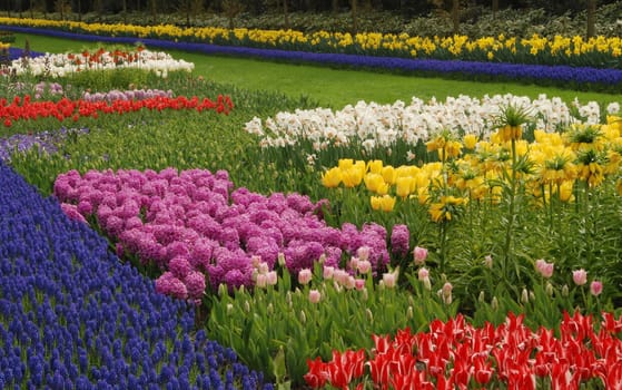 Vivid tulip fields in Holland in the spring