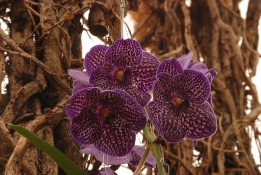 Beautiful exotic flower - orchid blooms 