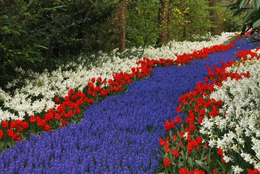 Vivid flower fields in Holland in the spring