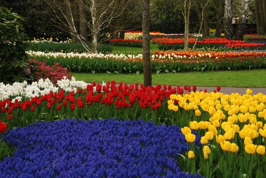 Vivid tulip fields in Holland in the spring