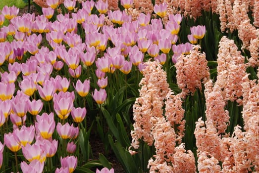 Vivid tulip fields in Holland in the spring