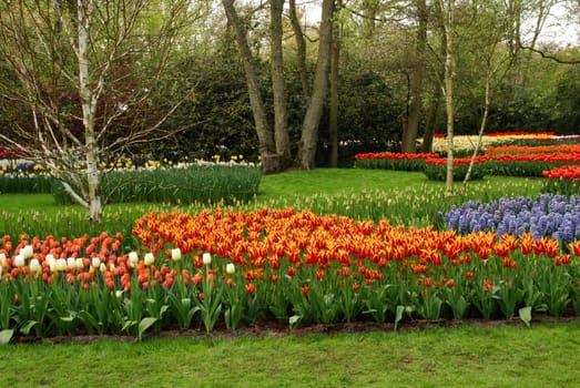 Vivid tulip fields in Holland in the spring