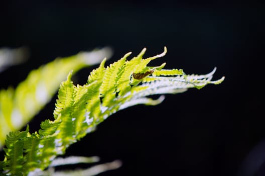 Closeup of blurred natural fern leaf on dark background.