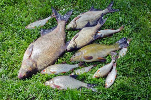 Bream roach tench fishes caught in lake after fishing on grass
