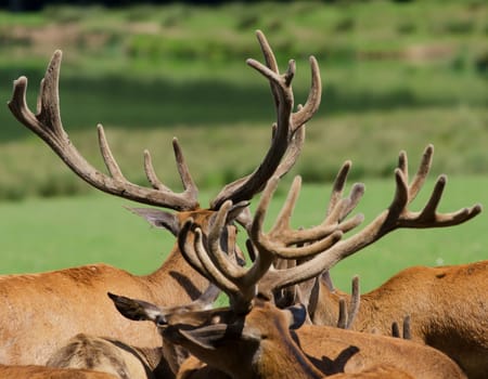 the herd of deer