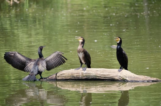 the cormorants