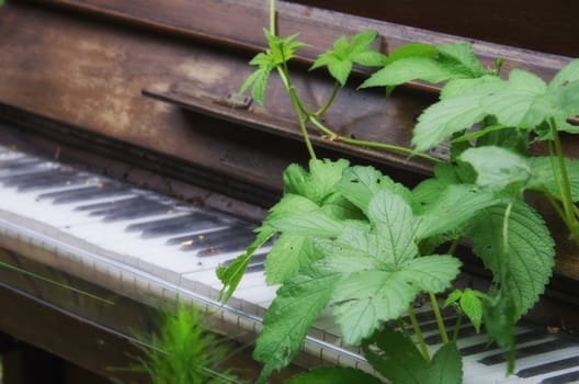 piano and nature
