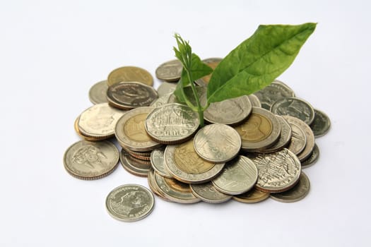 plant in coins