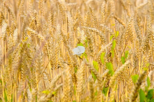 golden wheat and buckwheat flower