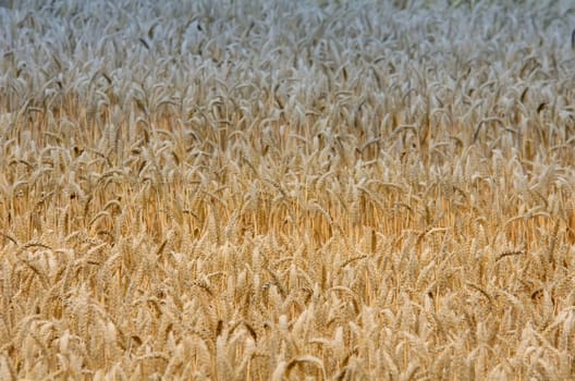 the wheat field