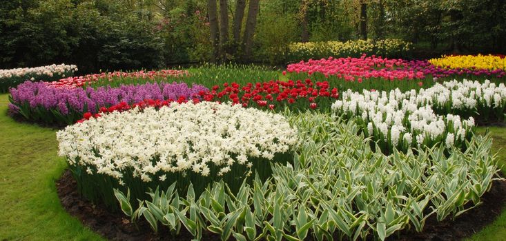 Vivid tulip fields in Holland in the spring