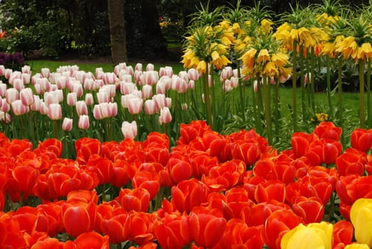 Vivid tulip fields in Holland in the spring