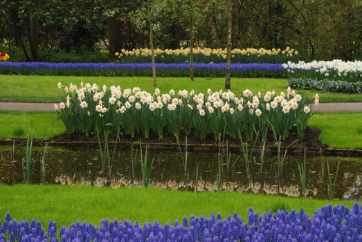 Vivid flower fields in Holland in the spring