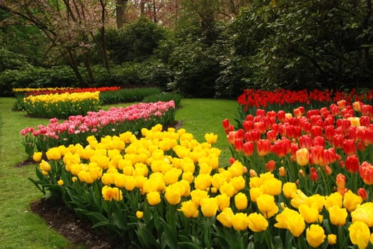 Vivid tulip fields in Holland in the spring