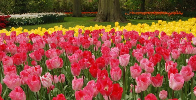 Vivid tulip fields in Holland in the spring