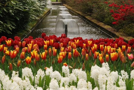 Vivid tulip fields in Holland in the spring