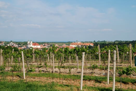 Large vineyards near Czech town Valtice at sunny day
