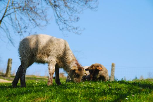 Two beautiful young lambs on the grass