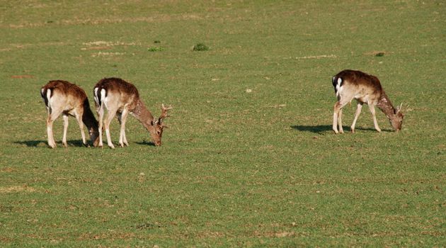 Herd of the deers in the field after the winter