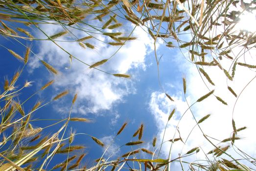 Looking at the sky and barley field from bellow