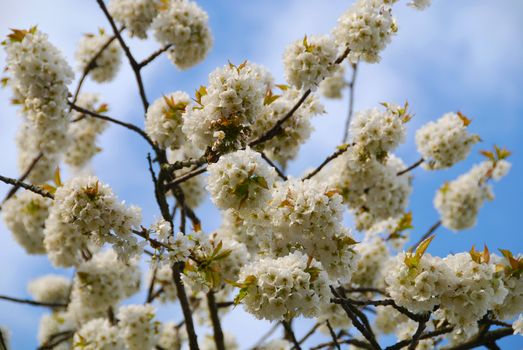 Beautiful blooming apple tree in the spring