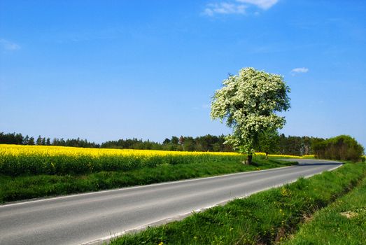 Yellow rape, blue sky and fruit trees in blossom in the spring country          