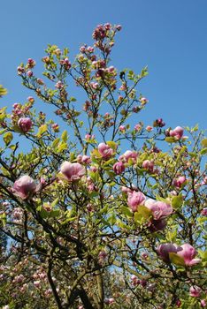 Beautiful Magnolia Tree in the Spring