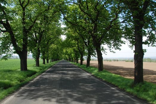 Road leading between two fields in the Czech republic 