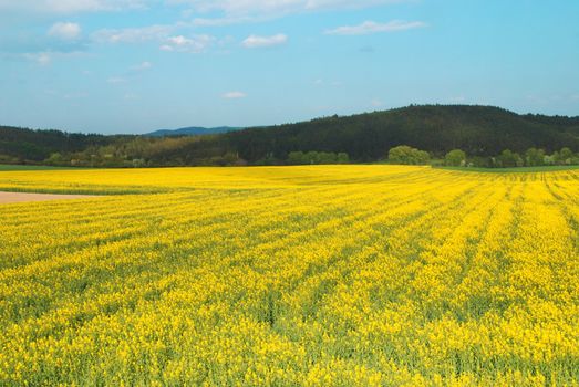 Beautiful rural landscape of blooming rape fields