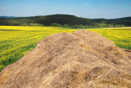 Large heap of hay in the field of yellow blooming rape