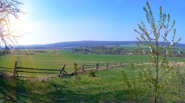 Panoramic landscape of spring field with a blooming tree          