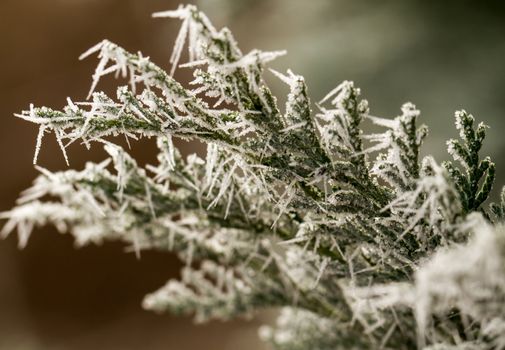 white hoarfrost crystal on green thuja twig