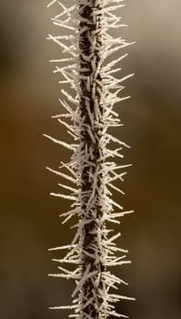 hoarfrost on a thin branch