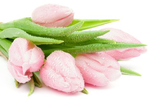 Heap of Beautiful Spring Pink Tulips with Droplets closeup on white background