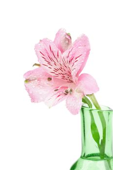 Single Beautiful Pink Alstroemeria with Droplets in Green Vase isolated on white background