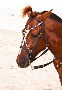 Brown horse at the beach of the sea.