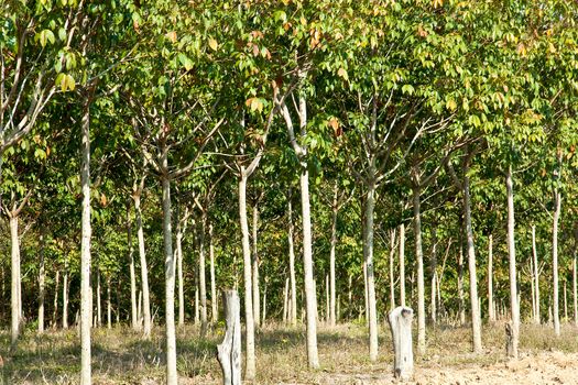 Rubber trees at Thailand In view of a wall.