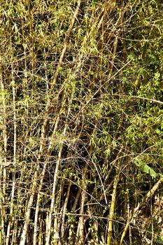 Bamboo tree in nature on view of the wall.