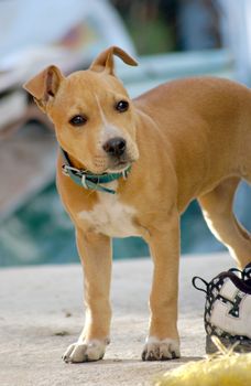 stafford dog