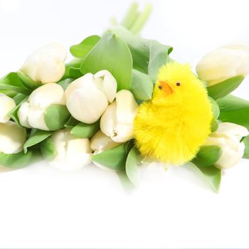 Cute fluffy little yellow Easter toy chicken standing alongside a beautiful bunch of fresh white tulips on a white background with copyspace for your Easter greeting